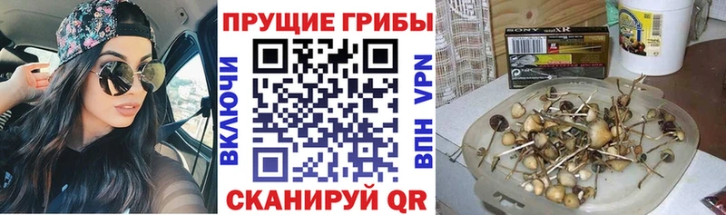 Псилоцибиновые грибы Cubensis  Кораблино 